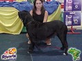 In Memorian - Fila Brasileiro Preto - Canil Singular - Globeleza